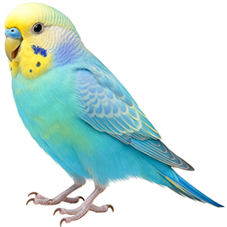 Other Rare Budgies